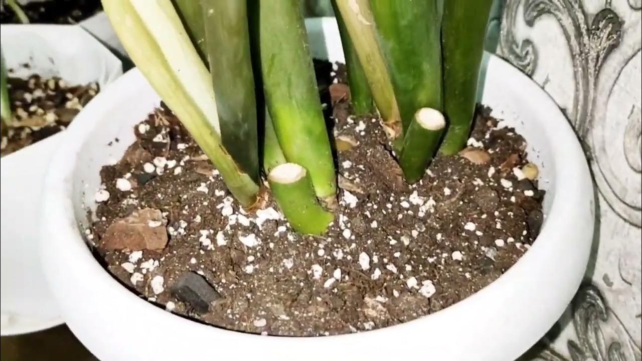 Бри Олсон қара ерлермен порно