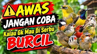 AWAS DI SERBU BURCIL 🔥 Audio Pikat Burung Kecil Sogon Pleci Prenjak Sirtu Mantenan Glatik