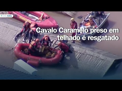 Cavalo Caramelo é resgatado pelo corpo de bombeiros