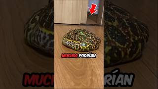 Rana tortilla 🐸🥞