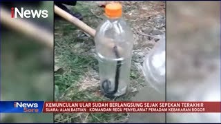 Petugas Damkar Bogor: Teror Ular Kobra di Bojong Gede Sejak Sepekan - iNews Sore 08/12