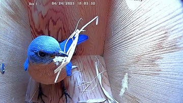 Bluebirds vs. Tree Swallows - April 24th, 2023