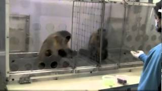 Adaletsiz Dağıtım Karşısında Maymun Tepkisi Facebook