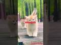 Cute Cat Video 2024 Cat Catvideos Funnyanmials Viralvideo Funnycat Cute Funnylion Lionlover