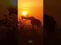 Giraffe Sunset #Wildlife | #ShortsAfrica