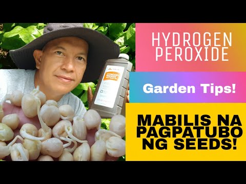 HYDROGEN PEROXIDE THE FASTEST WAY  OF SEEDS GERMINATION - MABILIS NA PAGPATUBO NG SEEDS-GARDEN TIPS!