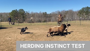 Instinct Test for Herding