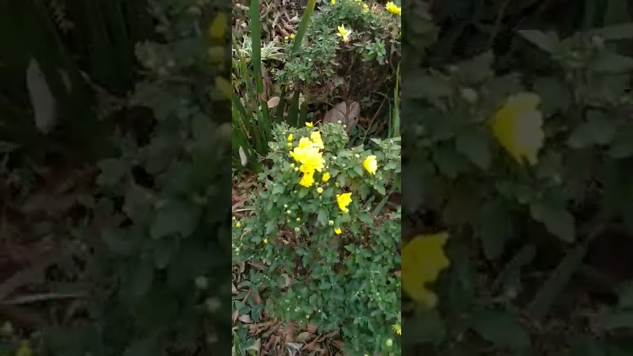 Erva-Gorda/(Arctotheca calendula) (L.) Levyns.[Ler Descrição]