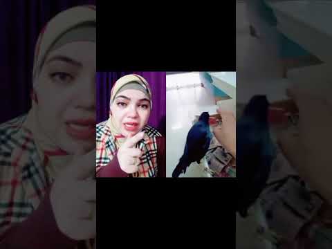 حتي الطيور والغربان اتعلمت السرقه Shorts 
