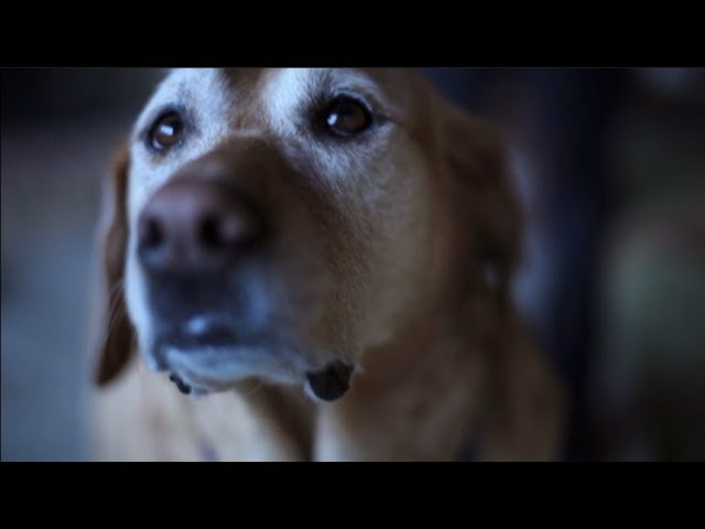 Watch Snooze - Original Dog on YouTube Watch Snooze - Original Dog on YouTube