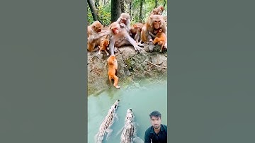 The confusing behavior of animals All animals are created equal Wonderful animals