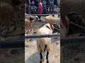 kambing mulai jadi incaran, kambing qurban #domba #kambing #dombalokal #kambingetawa #ternak #shorts