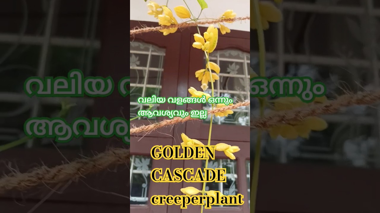 ever blooming creeperplant 🌼🌼🌼🌼