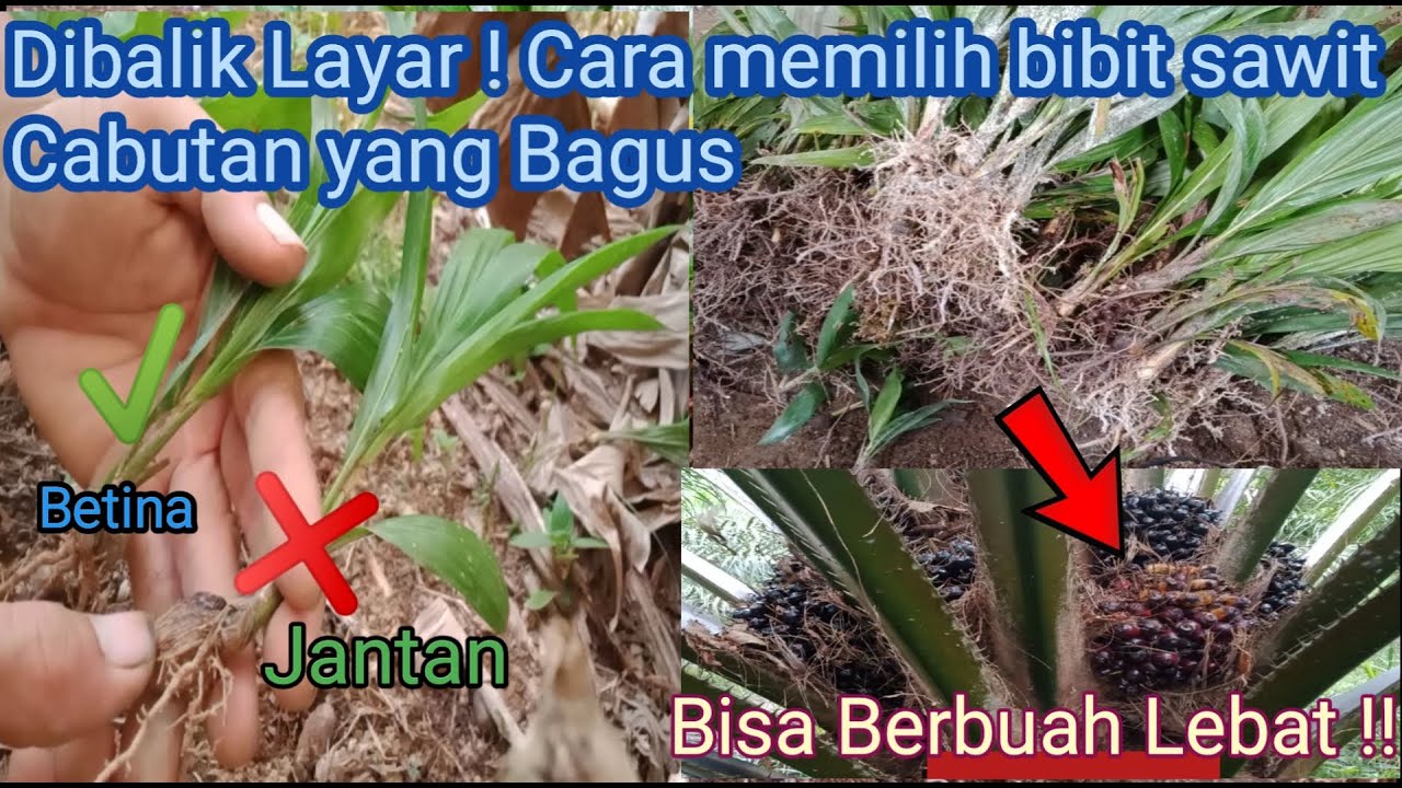 DIBALIK LAYAR ! CARA MEMILIH BIBIT SAWIT CABUTAN YANG BAGUS, BISA BERBUAH LEBAT