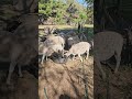 dinner time #sheep #dorper #farmlife #foryou #foryourpage