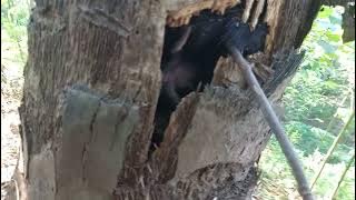 sarang musang pandan di dalam pohon aren🙏