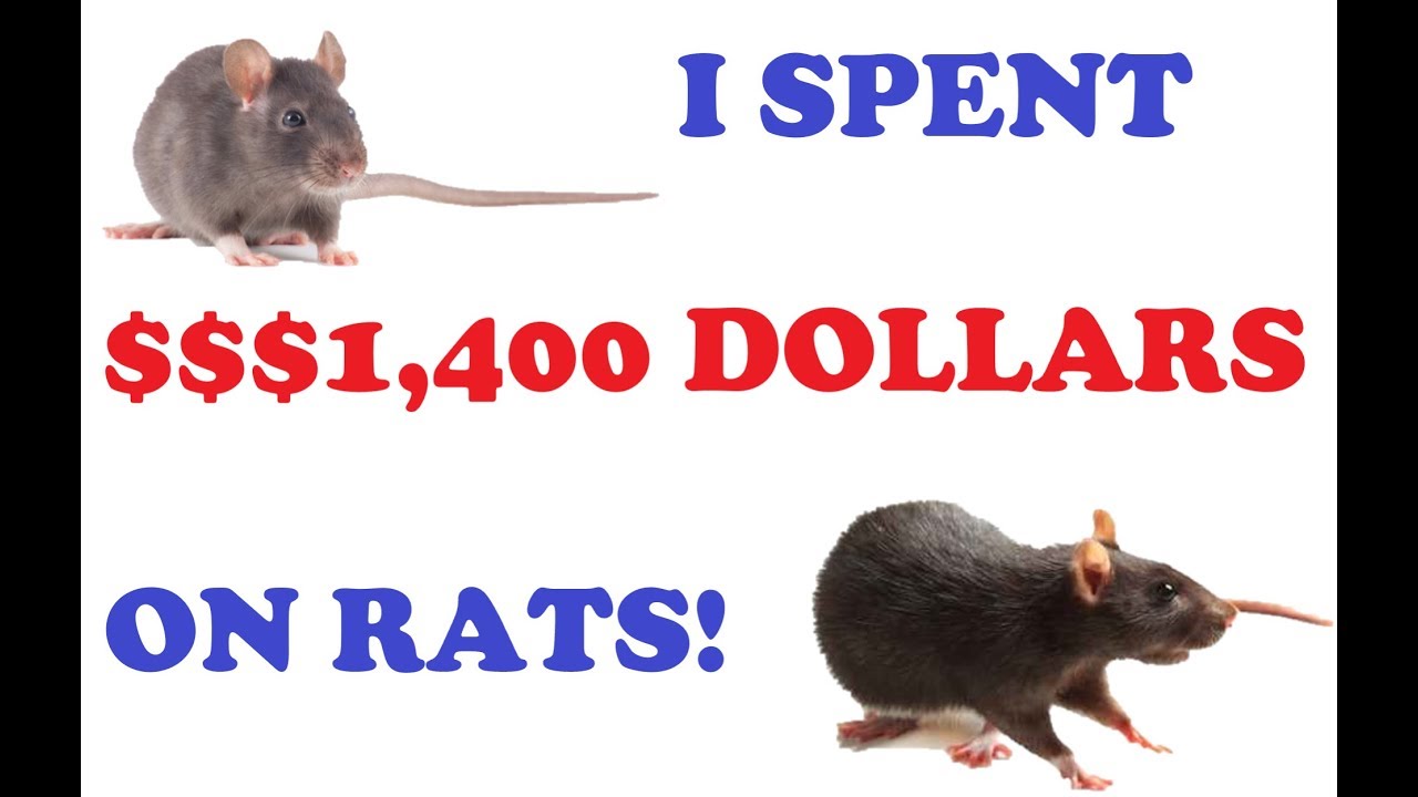 I Bought $1,400.00 Worth of Frozen Rats