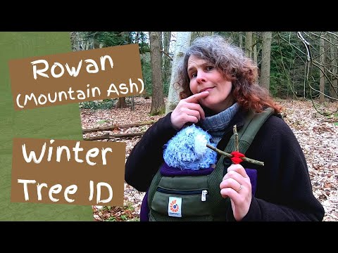 Vídeo: Árvore de Rowan: descrição e foto