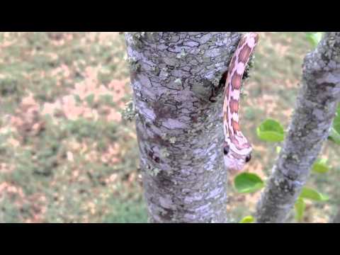 Cadu the snake climbing a pear tree.