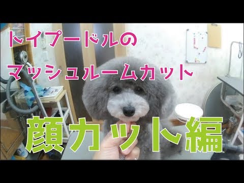 トイプードルのトリミング 顔カット マッシュルームカット編 Youtube