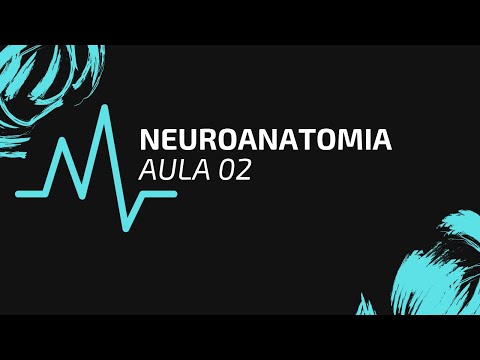 NEUROANATOMIA | AULA 02 | EMBRIOLOGIA DO SISTEMA NERVOSO
