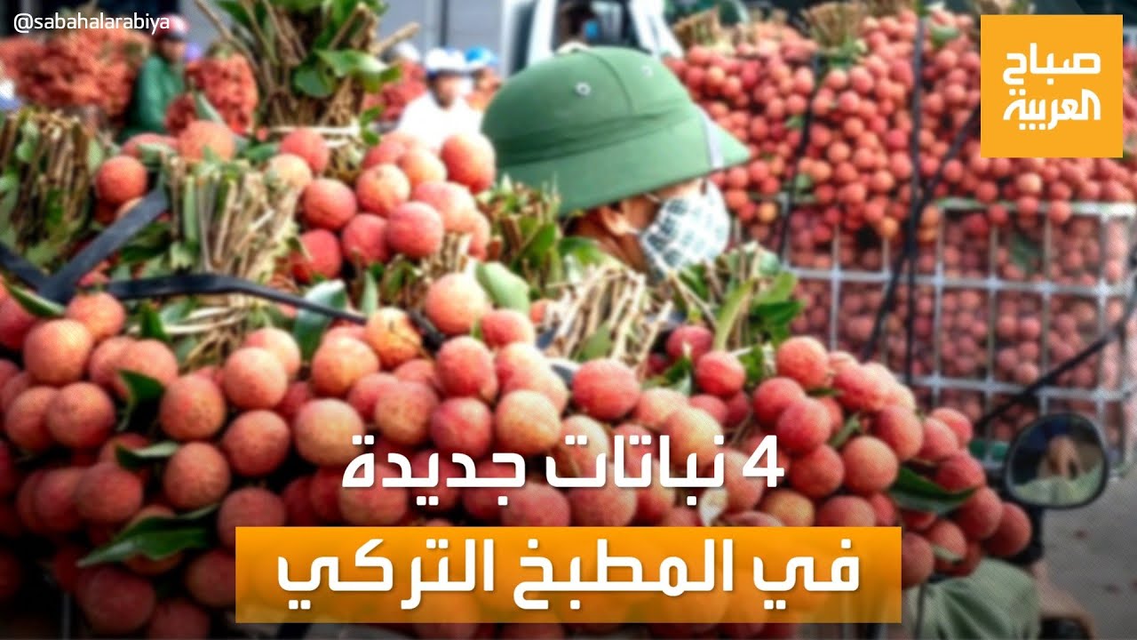   | 4      ..     
 - نشر قبل 28 دقيقة