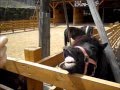 大内山動物園の愉快な動物たち　2012.4.15 の動画、YouTube動画。