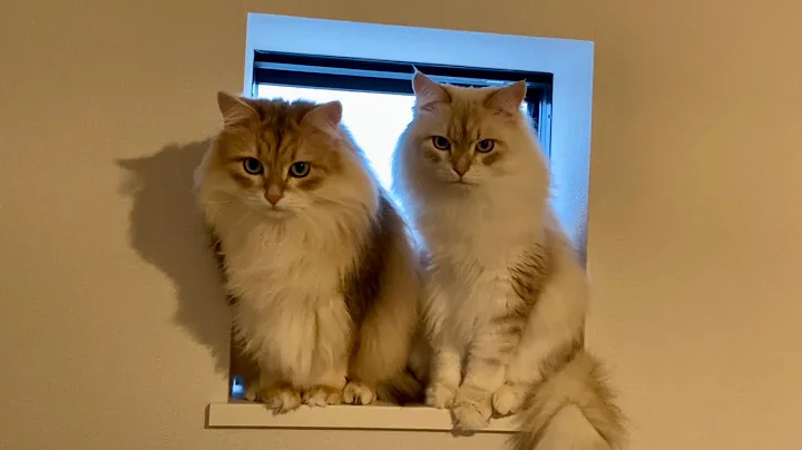 Video 11907681: siberian, spotted cat