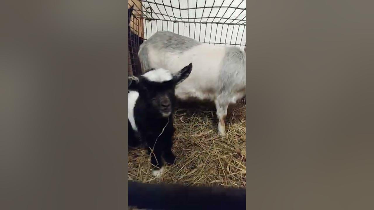 Baby fainting goat trying hay for the first time YouTube