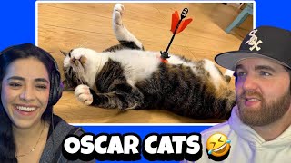 Celebrity When Your Cat Deserves an Oscar for Best Comedian | Funny Cat Videos | Reaction Wealth