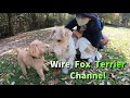 Wire fox terrier having fun with friends.