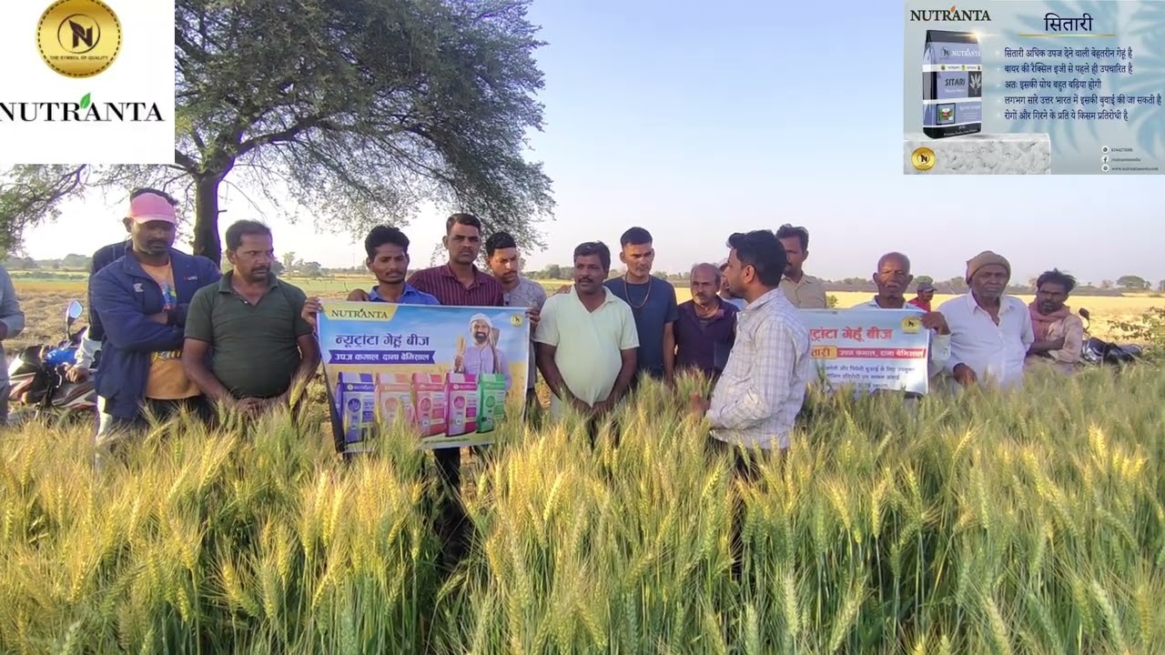 Nutranta seeds Sitari wheat 🌾🌾 