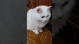 Turkish Angora Cute Cat