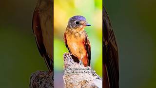 Ferruginous flycatcher | A small passerine bird #shorts