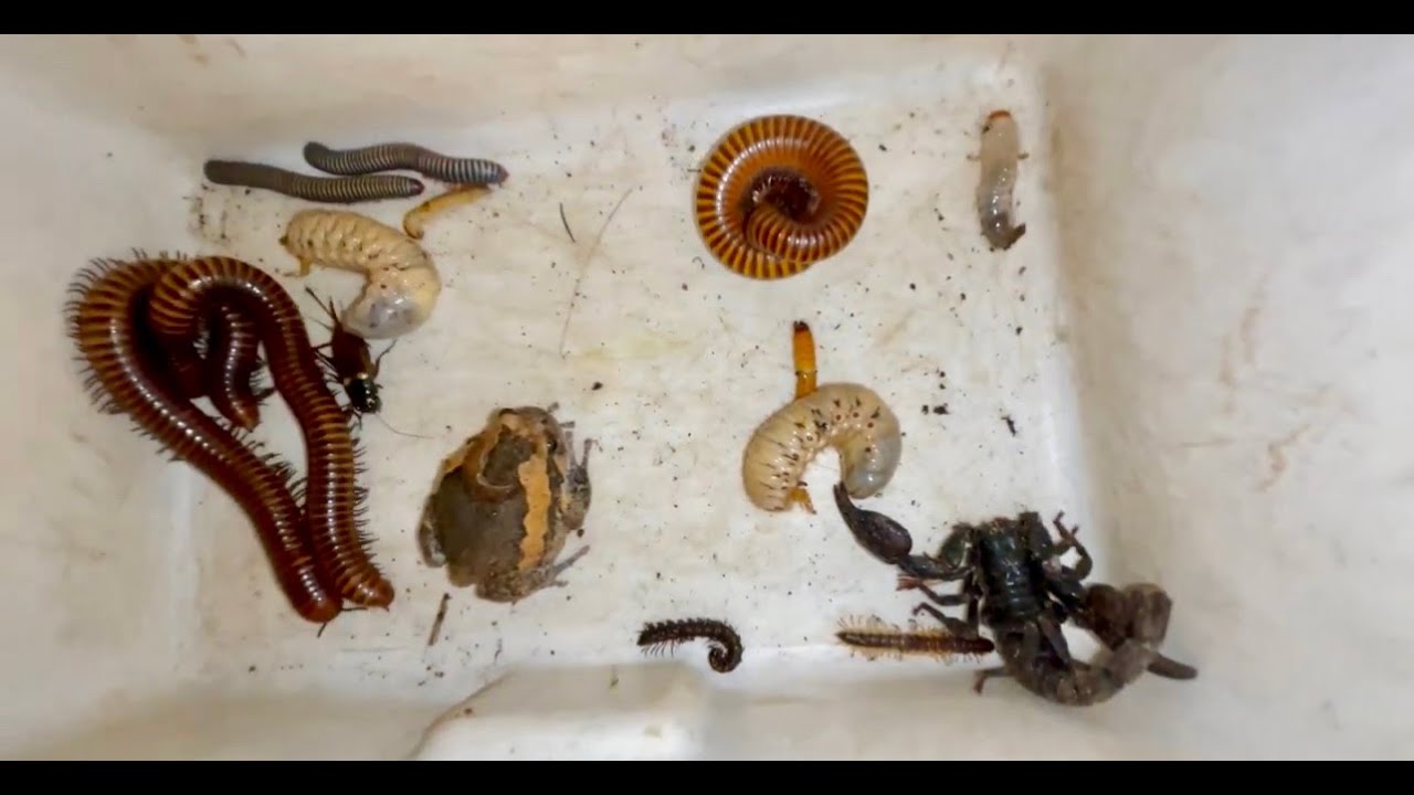 Под влажным мусором с помощью умной лягушки-быка и многоножек были пойманы многочисленные особи т...