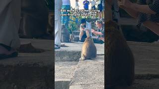 Was cute until he snatched my sunglasses #youtubeshorts #travel #baliescape #pov #fyp #bali #shorts
