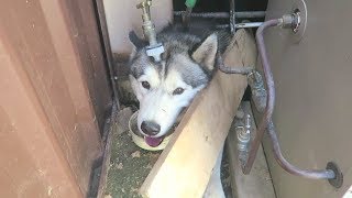 ONLY HUSKY OWNERS WOULD UNDERSTAND! | #HUSKYOWNERPROBLEMS | FUNNY HUSKY COMPILATION! | EP. 2