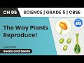 Reproduction in Plants | Seeds And Seeds Class 5 Science Chapter 5