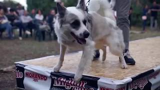 Meticci In Mostra Prima Edizione 24 6 2018 Youtube