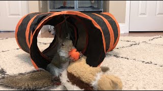 Jill playing in her tunnel and wrestling with her (squirrel) toy.