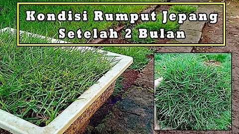 Berapa lama pertumbuhan rumput gajah mini