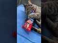 ネコジャック中　#地域猫