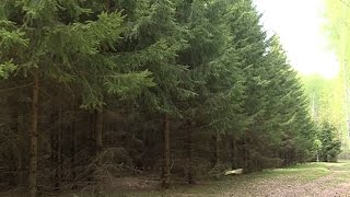 В Йошкар-Оле в ПГТУ обсуждали, как сохранить и преумножить лесные ресурсы