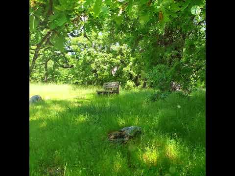 🌳 The Healing Power of Spring Sounds on a Sunny Morning 🌳 Forest Ambience