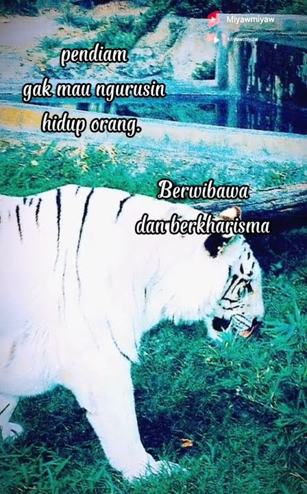 100% Bisa merasakan getaran energi di sekitar,area tubuh panas jika ada benda pusaka di sekitar.