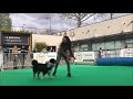 Joy-salon du Chien et du Chat-Dog dancing