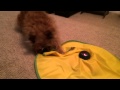 MAX THE BRUSSELS GRIFFON and the Cat Toy MAX THE BRUSSELS GRIFFON and the Cat Toy