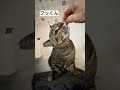 おはよう猫ちゃん☀️ フッくんもそろそろ譲渡会デビューしようかね〜。 #保護猫 ＃mocaフッ君
