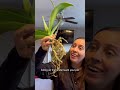 How i repot my orchid in orchid bark orchidcare orchids plantcaretips