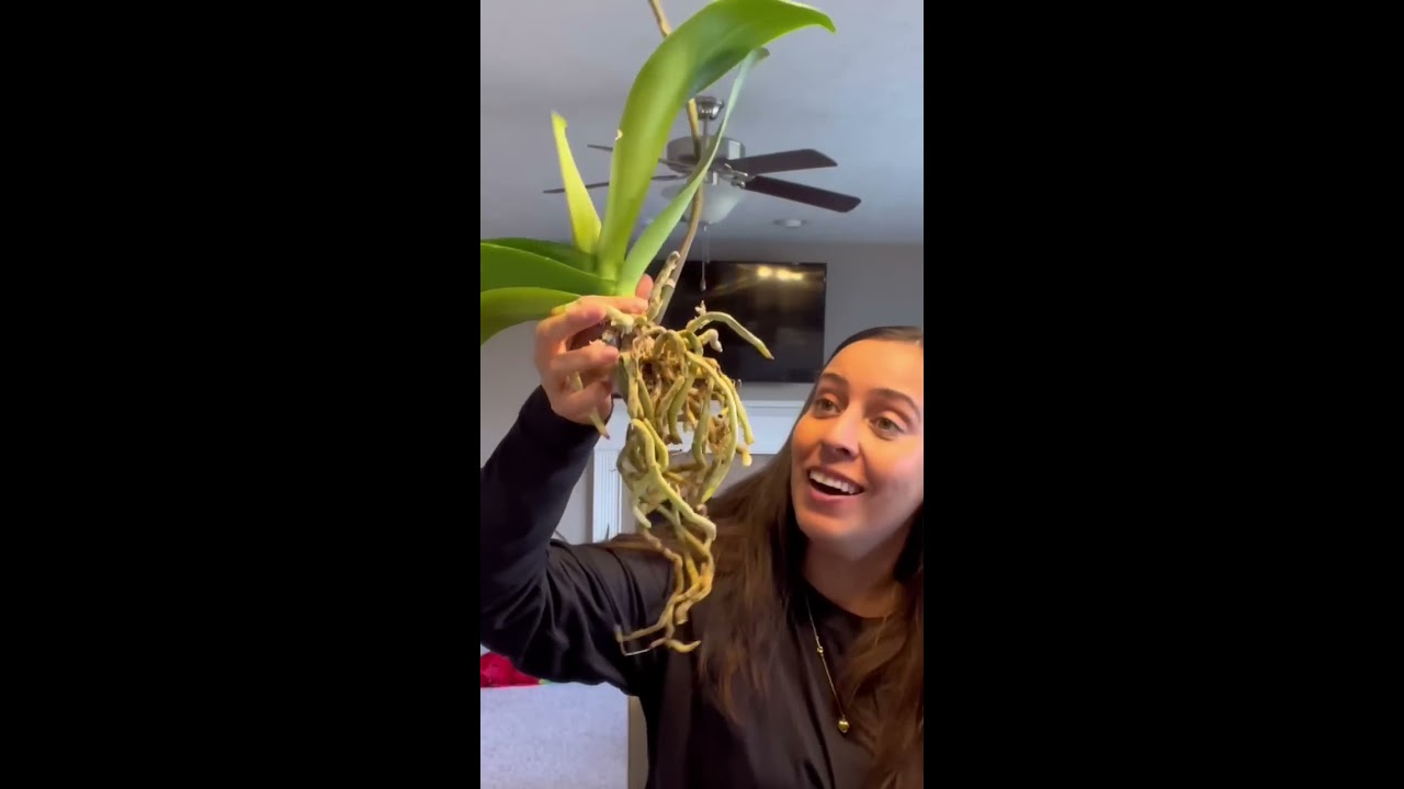 How I Repot My Orchid In Bark Orchidcare Orchids Plantcaretips